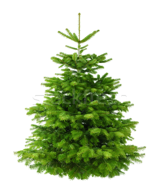 Christmas tree.jpg